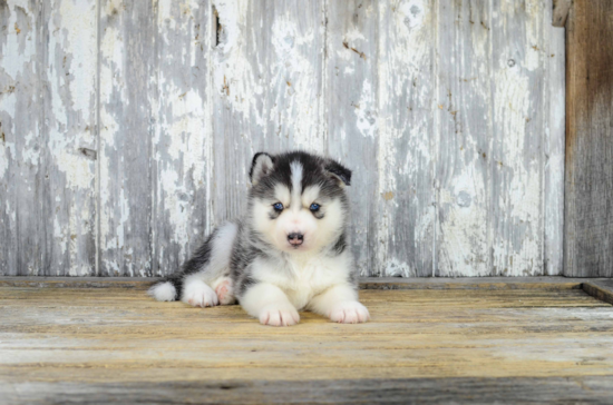 Pomsky Puppy for Adoption