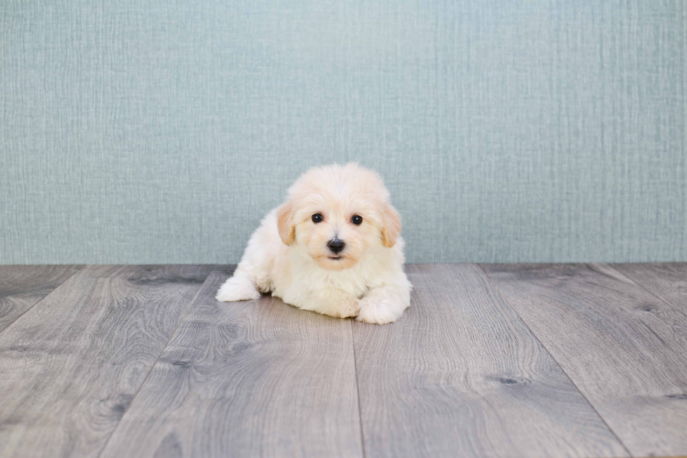 Popular Maltipoo Poodle Mix Pup