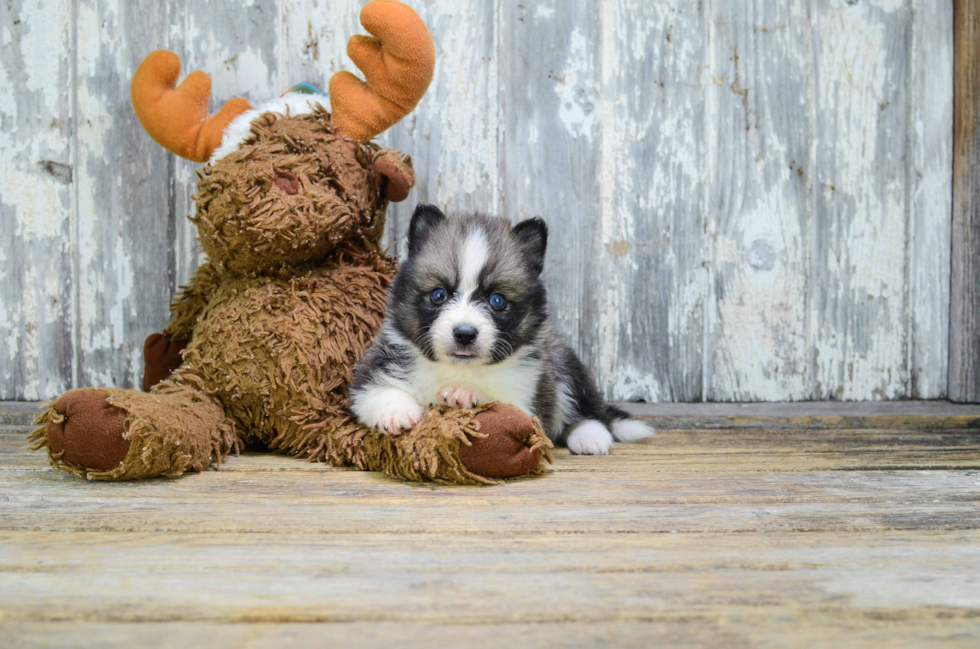 Pomsky Puppy for Adoption