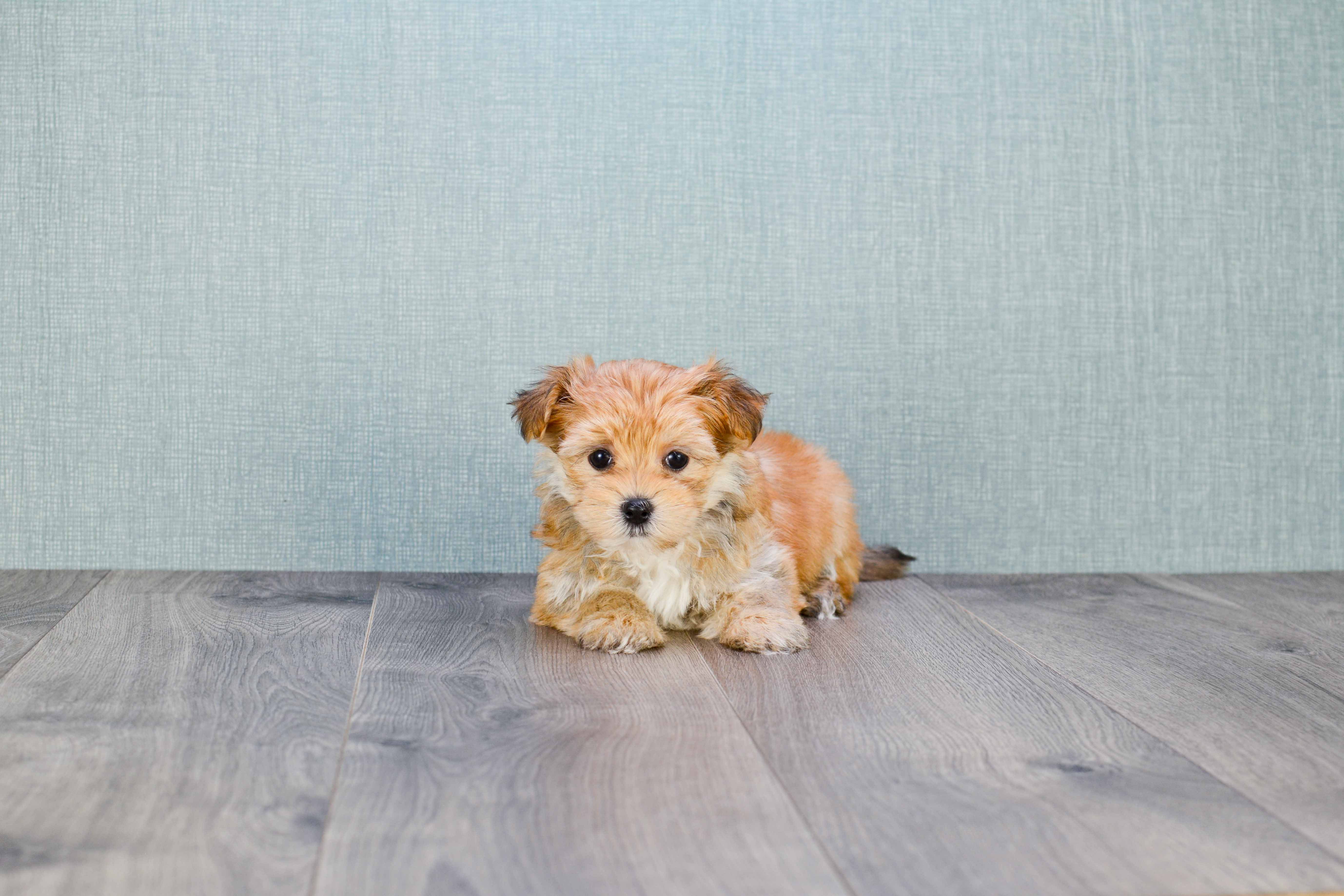 Best Morkie Baby