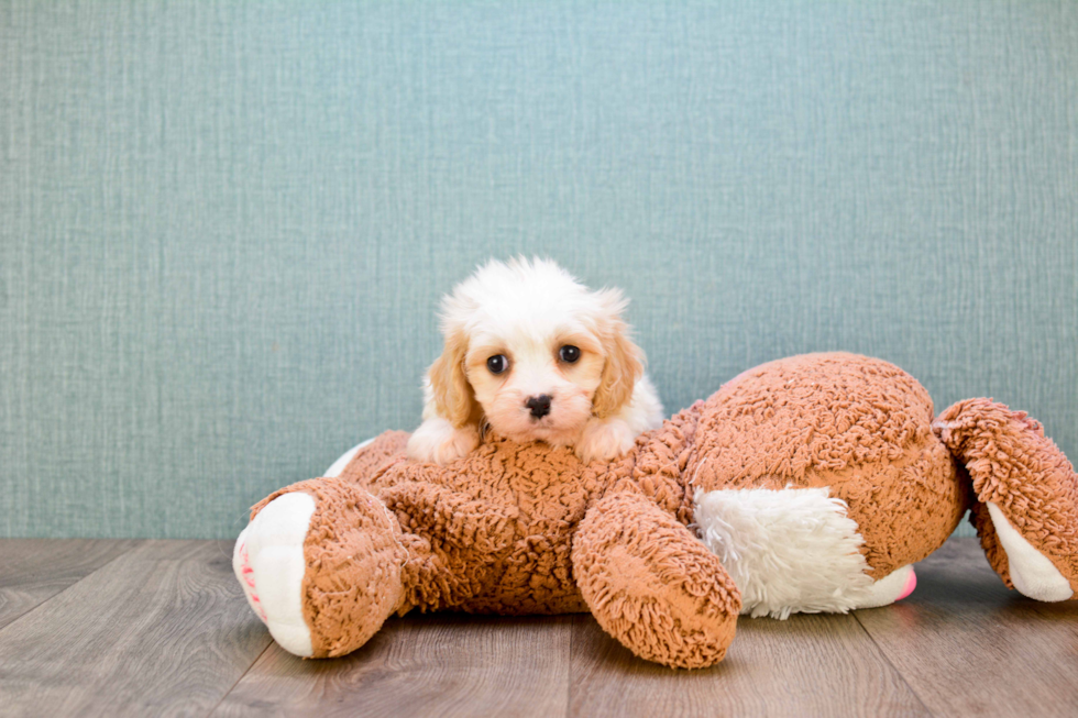 Cavachon Puppy for Adoption