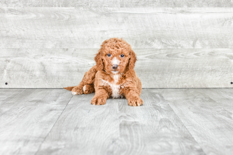 Best Mini Goldendoodle Baby