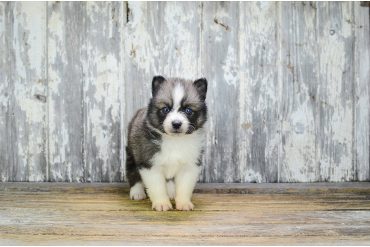 Pomsky Pup Being Cute