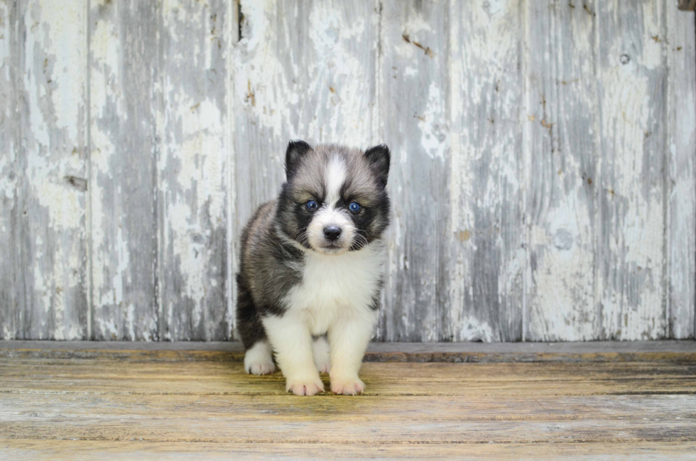 Pomsky Pup Being Cute