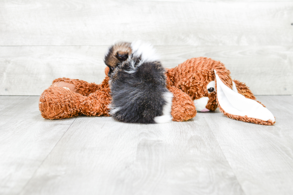 Sweet Pomeranian Purebred Puppy