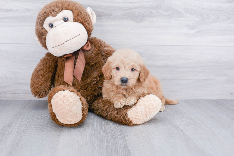 Friendly Mini Goldendoodle Baby