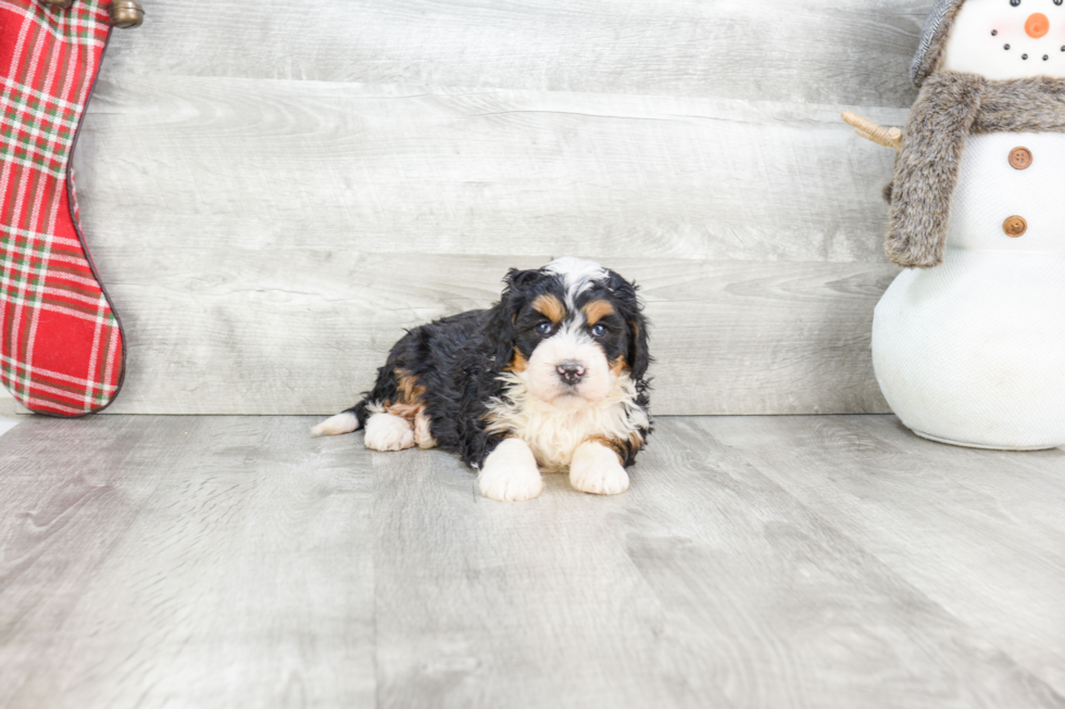 Mini Bernedoodle Pup Being Cute