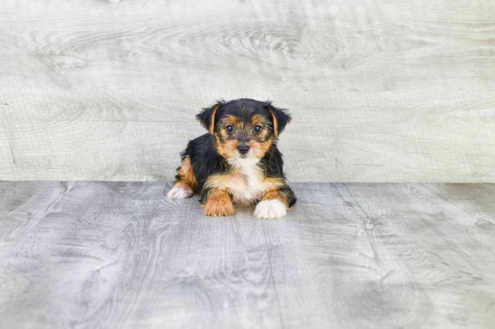 Meet Diddy - our Yorkshire Terrier Puppy Photo 