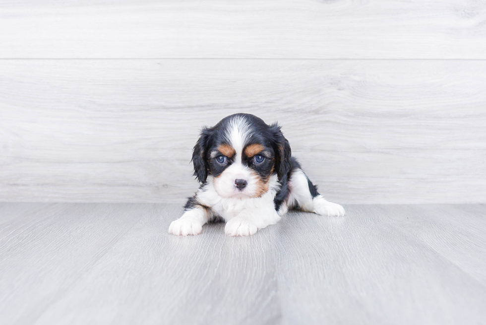 Small Cavalier King Charles Spaniel Baby