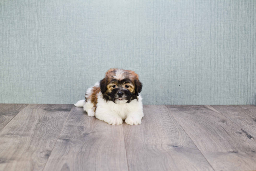 Havanese Puppy for Adoption