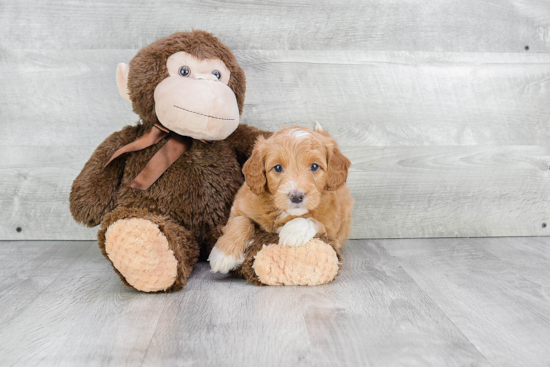 Best Mini Goldendoodle Baby