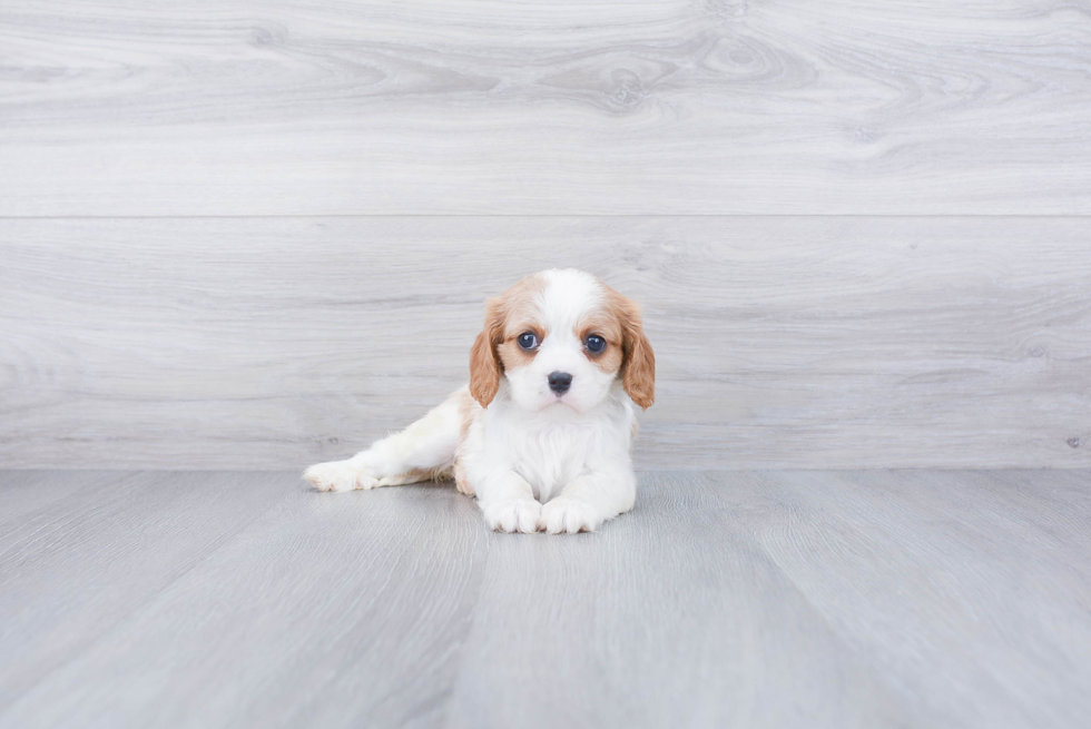 Cavalier King Charles Spaniel Puppy for Adoption