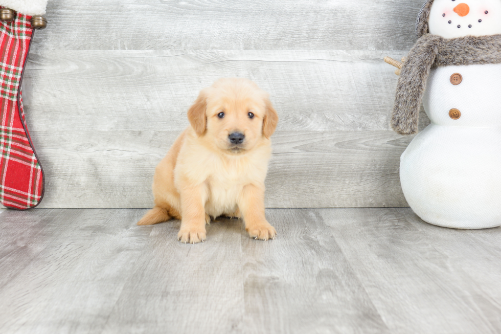 Cute Golden Retriever Mix Puppy