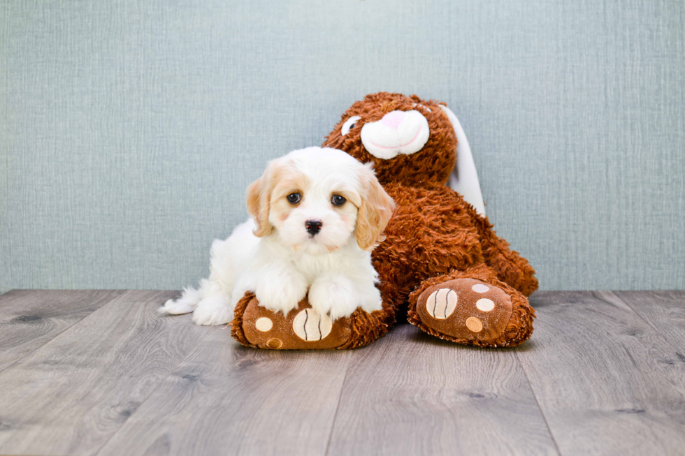 Best Cavachon Baby