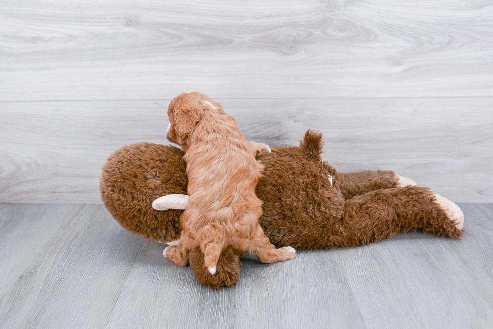 Popular Cavapoo Poodle Mix Pup