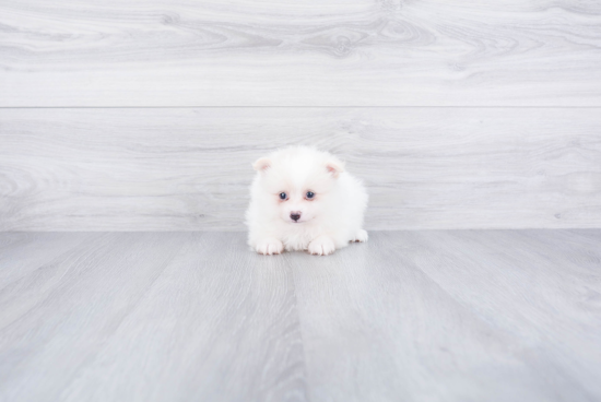 Popular Pomeranian Baby