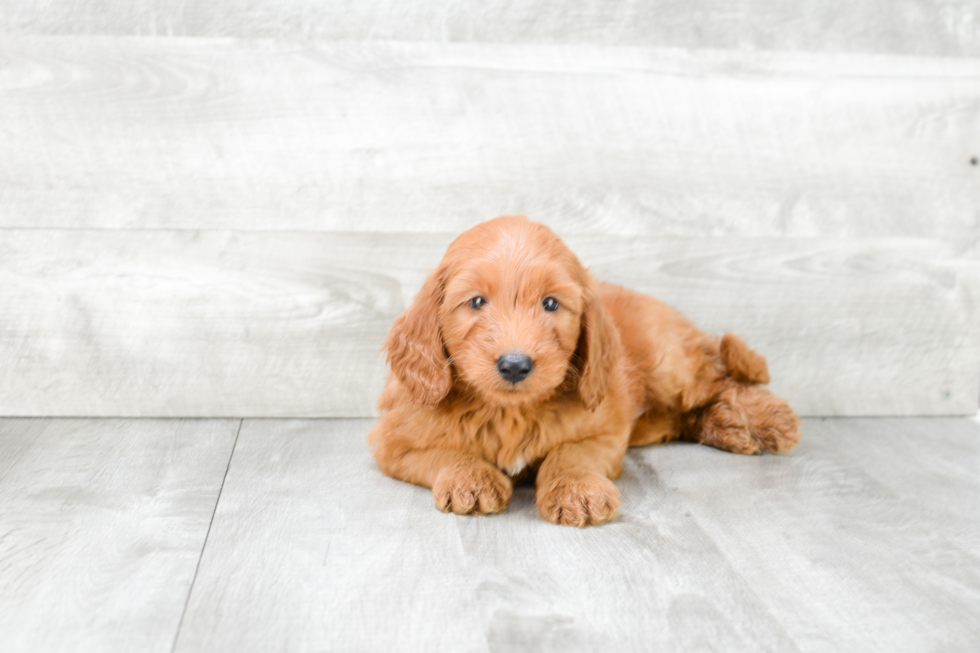 Petite Mini Goldendoodle Poodle Mix Pup