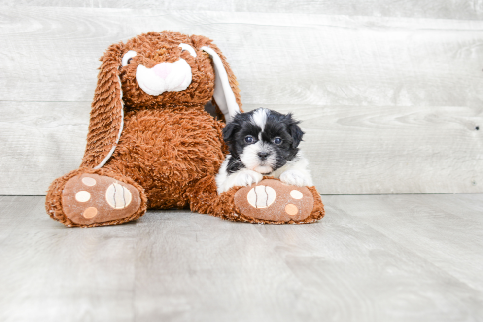 Teddy Bear Pup Being Cute