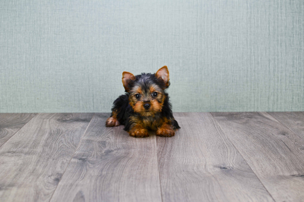 Meet Batman - our Yorkshire Terrier Puppy Photo 