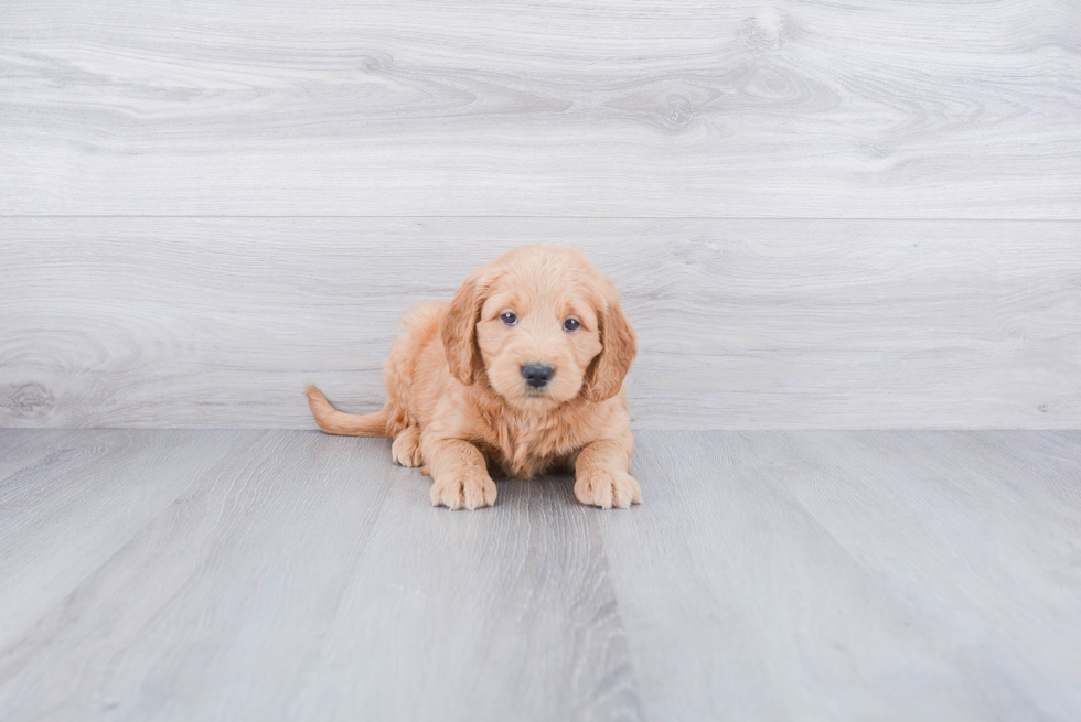 Mini Goldendoodle Puppy for Adoption