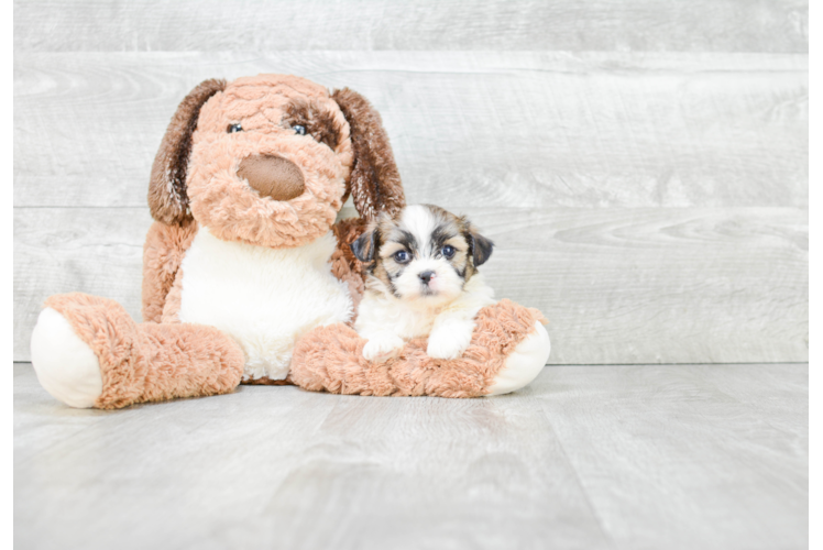 Playful Shichon Designer Puppy