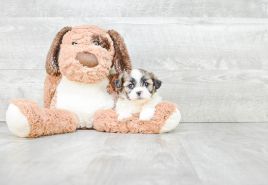 Playful Shichon Designer Puppy