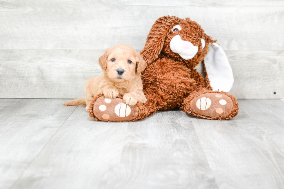 Mini Goldendoodle Pup Being Cute