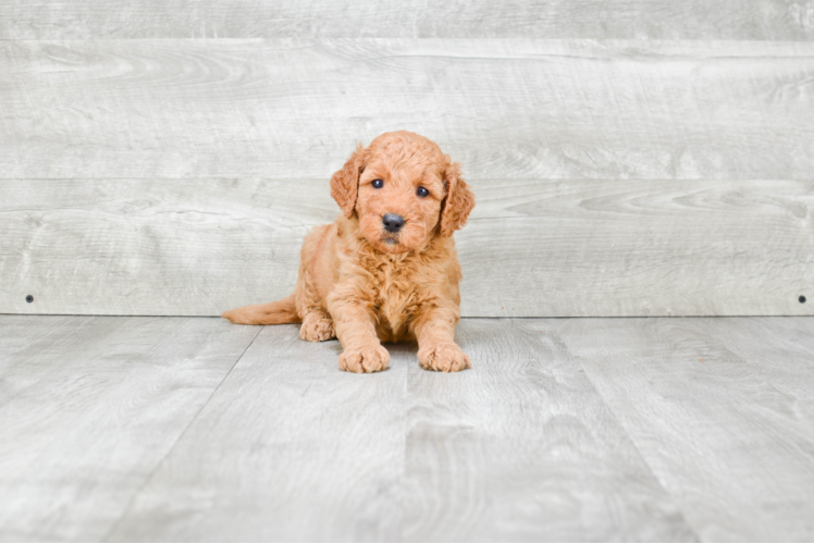 Petite Mini Goldendoodle Poodle Mix Pup