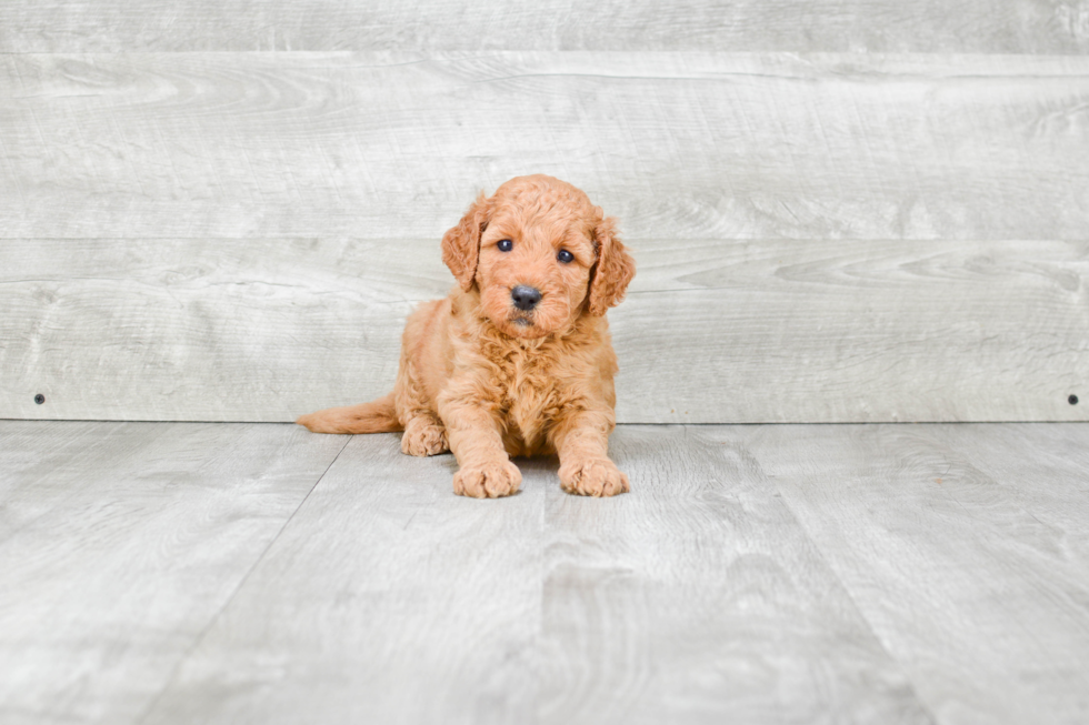 Petite Mini Goldendoodle Poodle Mix Pup