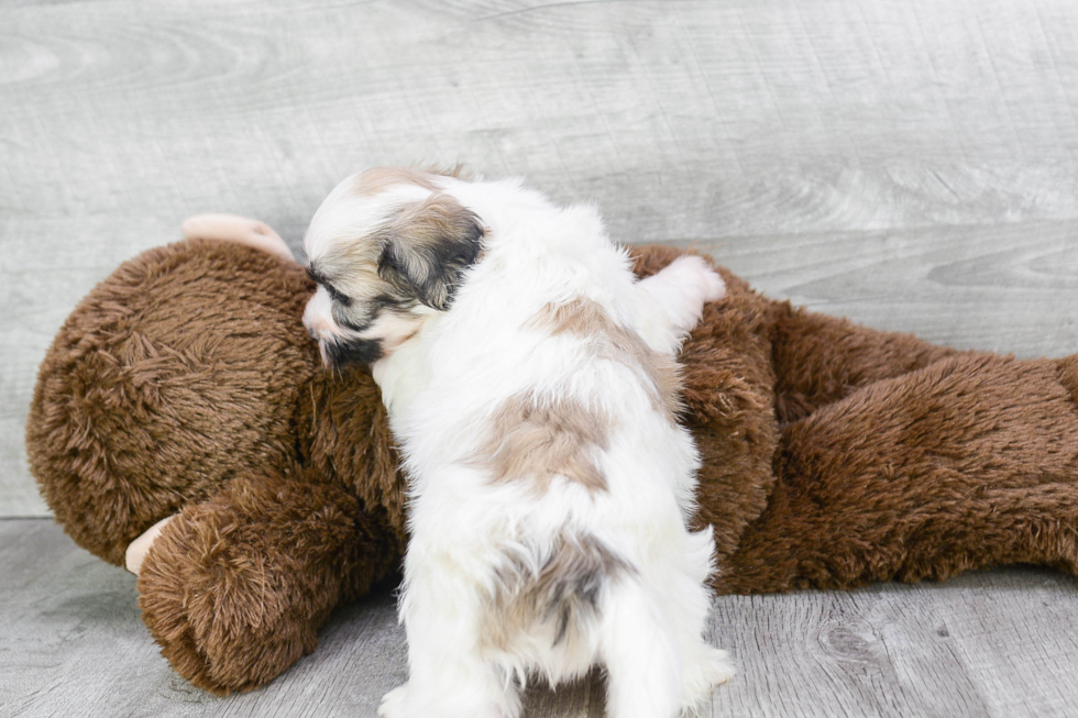 Teddy Bear Pup Being Cute