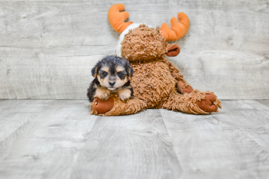 Small Morkie Baby