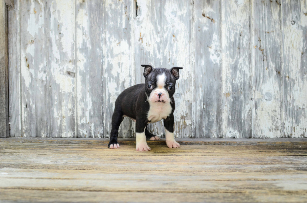 Best Boston Terrier Baby