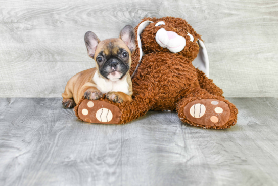 French Bulldog Puppy for Adoption