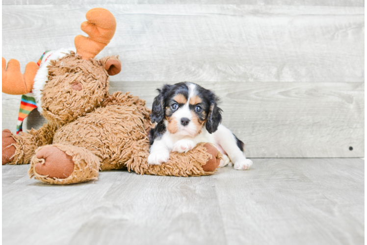 Best Cavalier King Charles Spaniel Baby