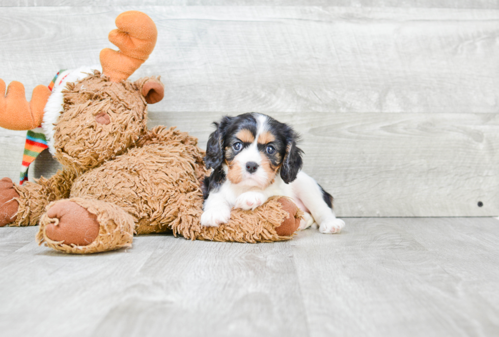 Best Cavalier King Charles Spaniel Baby