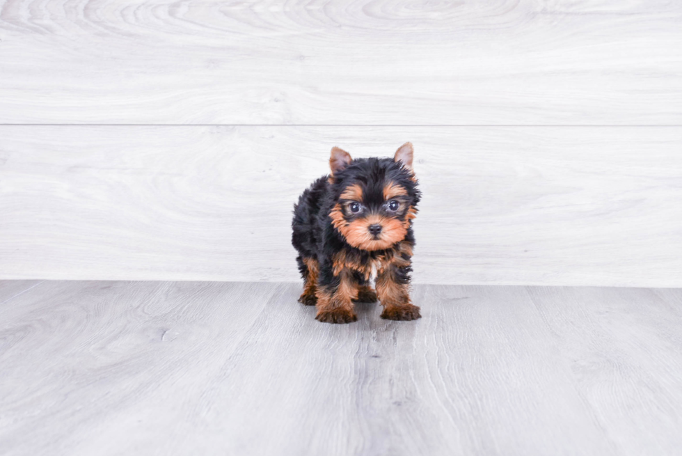 Meet Nugget - our Yorkshire Terrier Puppy Photo 