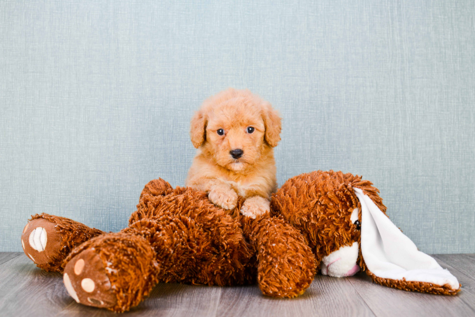 Mini Goldendoodle Puppy for Adoption