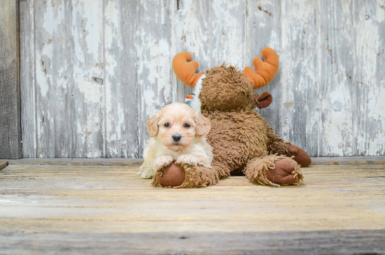 Fluffy Cavapoo Poodle Mix Pup