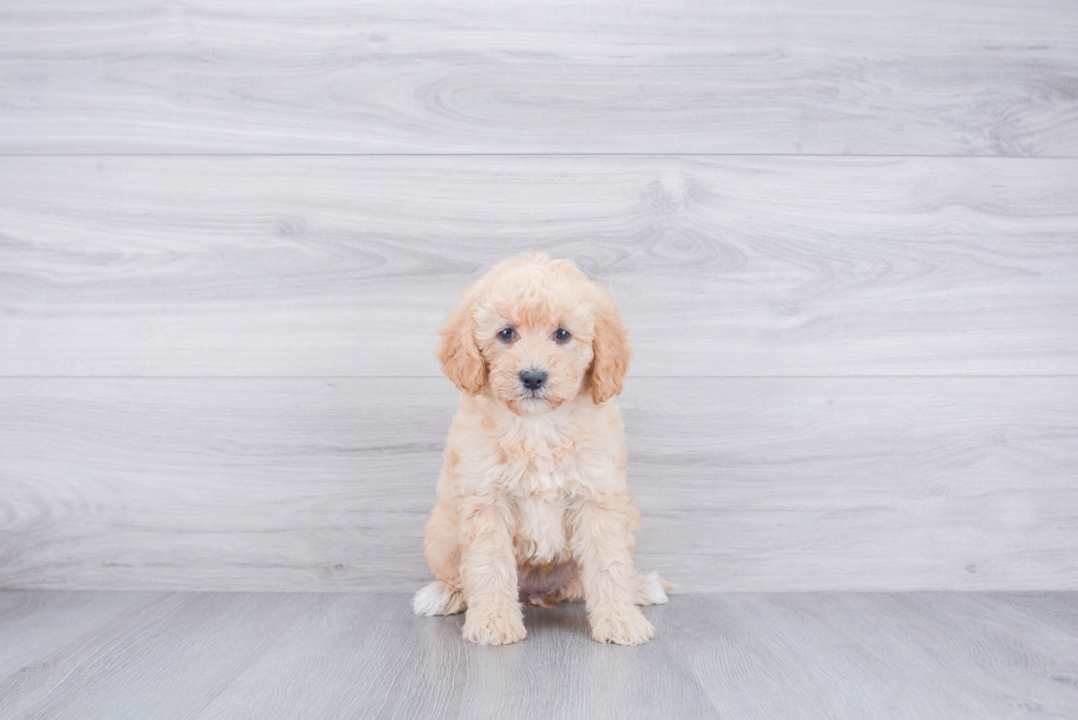 Best Mini Labradoodle Baby