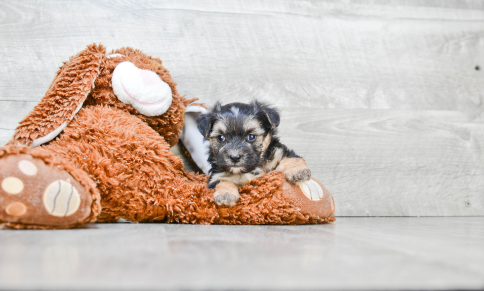 Energetic Yorkie Designer Puppy