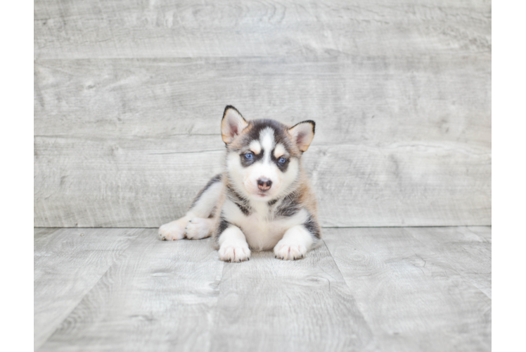 Pomsky Pup Being Cute