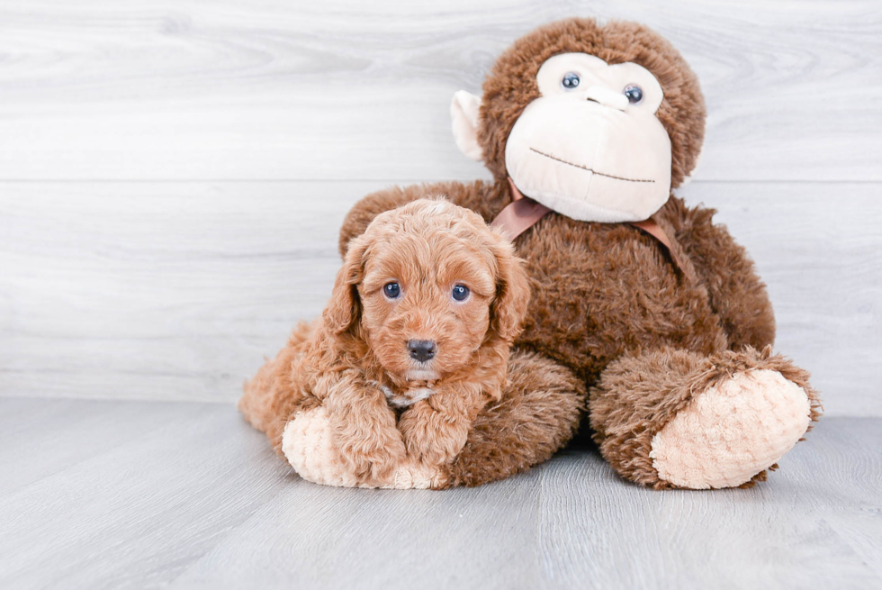 Friendly Cavapoo Baby