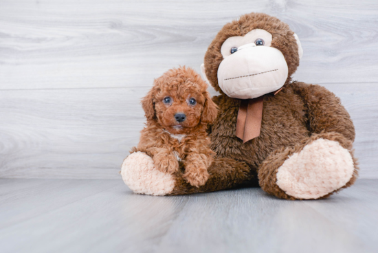 Best Cavapoo Baby