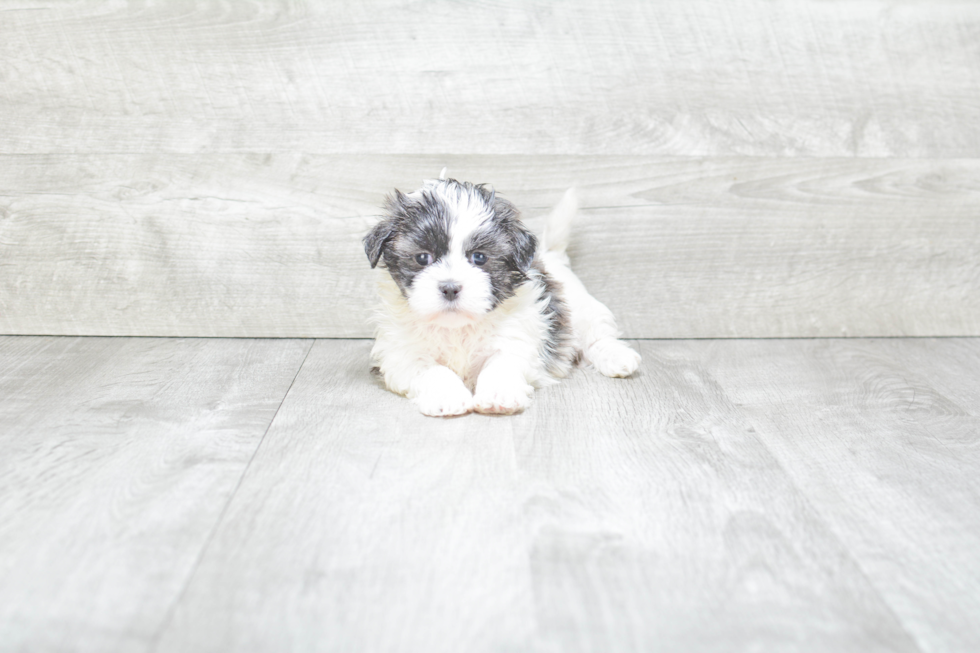 Teddy Bear Pup Being Cute