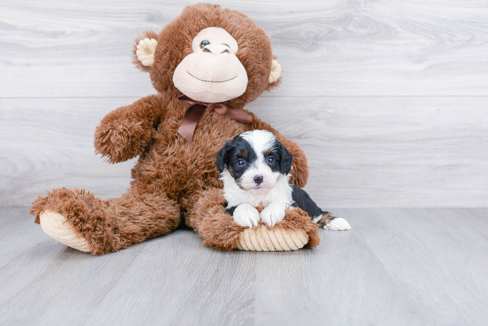 Cute Mini Aussiedoodle Baby
