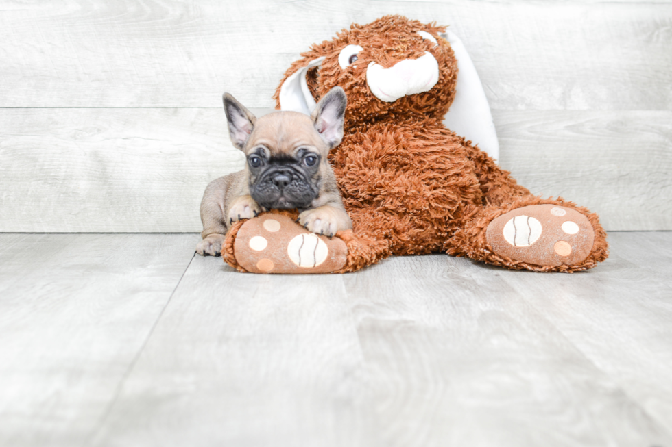 Best French Bulldog Baby