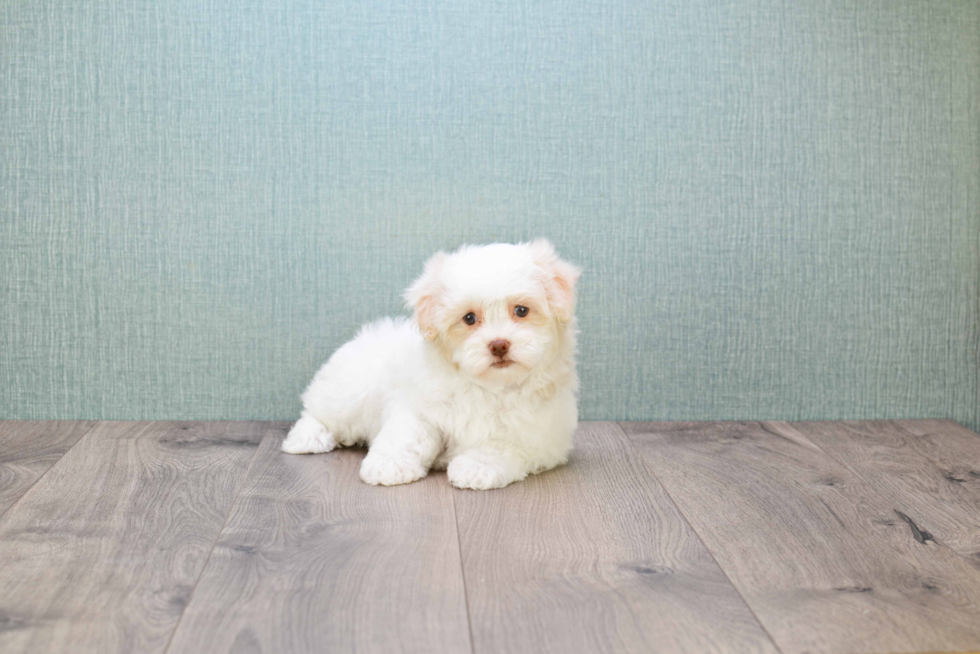 Best Havanese Baby