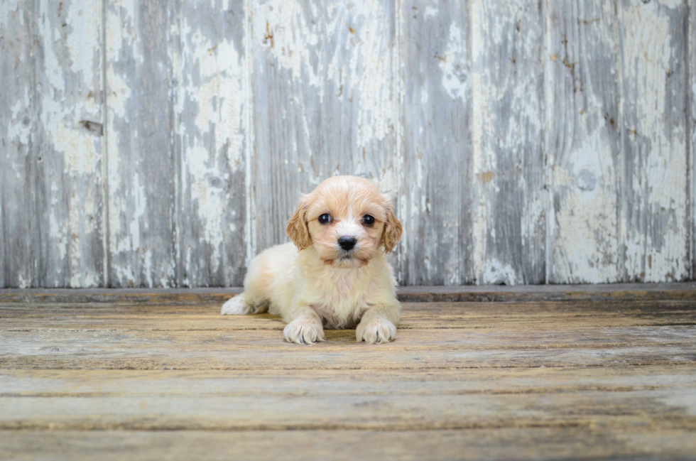 Cavapoo Pup Being Cute