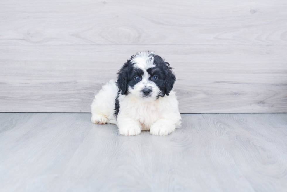 Best Mini Bernedoodle Baby