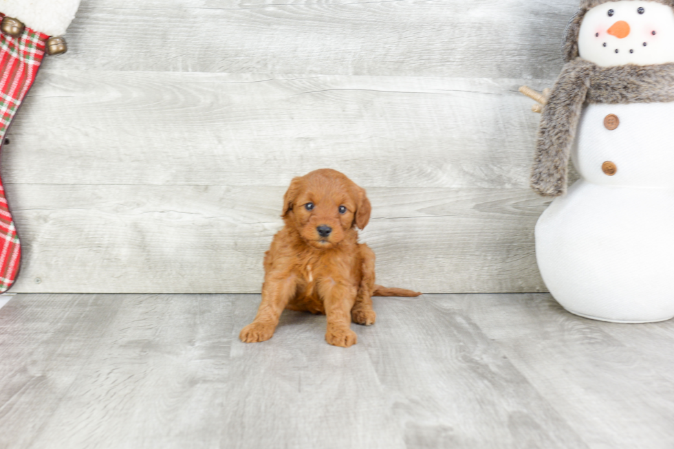 Hypoallergenic Golden Retriever Poodle Mix Puppy